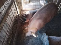 Cerdos (lote, sexo no especificado), Cerdos — foto 2