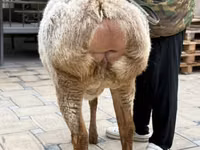 Oveja, Arashan sheep — foto 3