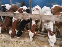 公牛, Simmental cattle — 照片 3