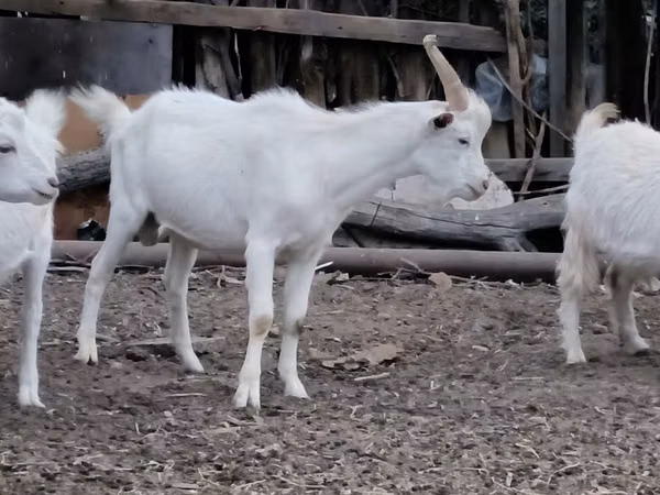 Коза, Козлы