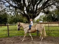 حصان, Quarter Horse — الصورة 8