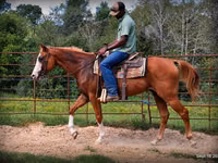 公马, American paint horse — 照片 3