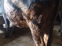 Cow, Alatau breed — photo 2