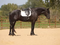 Hengst, Friesian — Foto 1