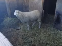 Widder, Ile-de-France sheep — Foto 2