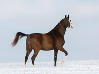 Mare, Akhal-Teke — photo 2