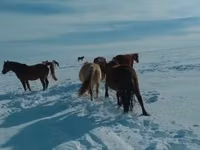 公马, Kushum Horse — 照片 1
