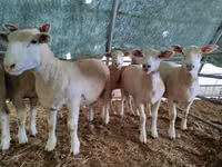 نعجة, Ile-de-France sheep — الصورة 4