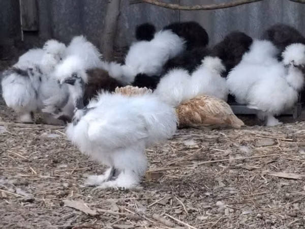 Датская несушка