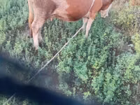 गाय, Simmental cattle — फ़ोटो 2