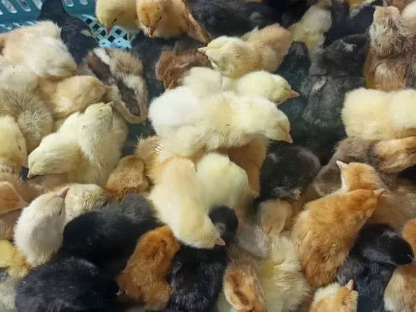 Chickens — 肯尼亚