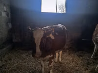 母牛, Simmental cattle — 照片 4