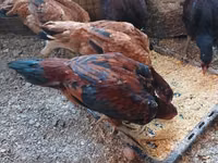 Chickens — Foto 1