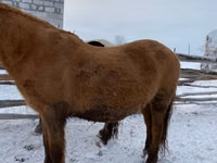 公马, Yakutian horse — 照片 2