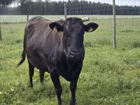 Kuh, Wagyu — Foto 3