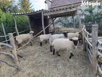 Sheep, German Blackheaded Mutton sheep — photo 1