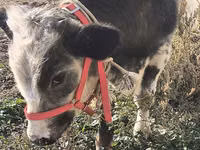 Bull, Belgian Blue — photo 1