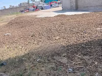 Dry Maize Cobs(msogoro) — الصورة 3