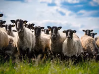 मेढ़ा, Romanov sheep — फ़ोटो 2