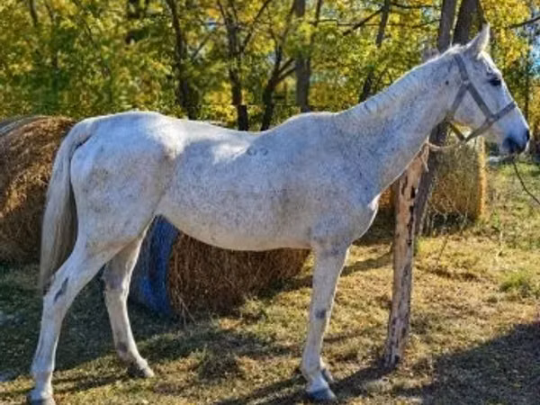 Yegua, Caballos