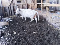 ثور, Russian Black pied cattle — الصورة 3
