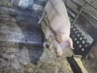 Sow, Pigs — photo 3