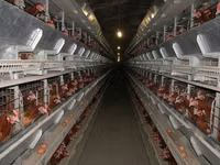 Premixuri pentru animale şi păsări — 照片 3