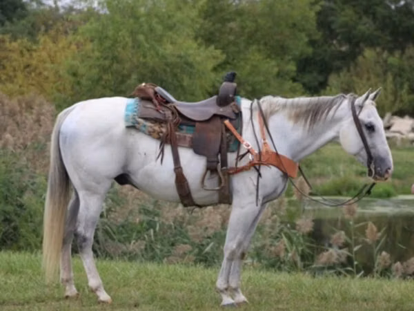 Hengst, Quarter Horse