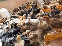 Chickens — photo 2
