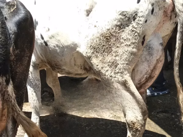 Cow, Cattle — Kenya