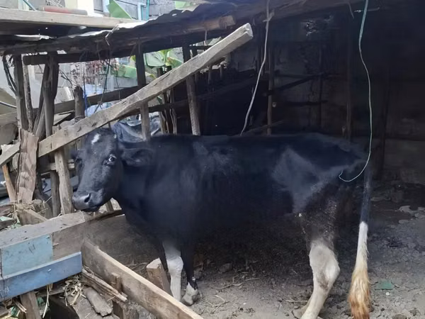 Cow, Cattle