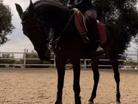 Stute, Friesian sport horse — Foto 3