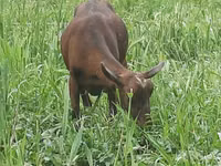 Cabra, Irish goat — foto 5