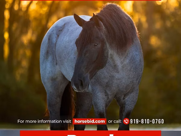 Hengst, Percheron