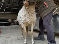نعجة, Arashan sheep — الصورة 8