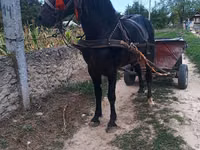 Horse (M), Horses — photo 3