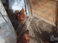 Chickens — Foto 4