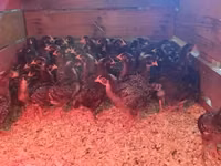 波切夫斯特鲁姆库库克 — 照片 3