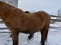 公马, Yakutian horse — 照片 5