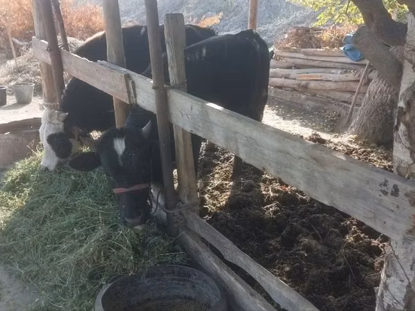 Bull, Cattle