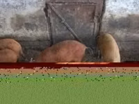 Boar — photo 2
