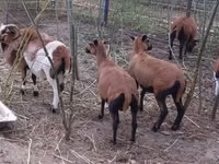 Carnero, Cameroon sheep — foto 1