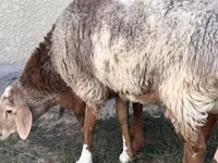 كبش, Rhon sheep — الصورة 2