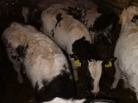 Rinder (Partie, Geschlecht nicht angegeben), Russian Black pied cattle — Foto 2