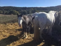 Hengst, Gypsy horse — Foto 2