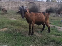 母山羊, Goats — 照片 2