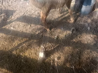 भेड़, Tian-Shan semifinewool sheep — फ़ोटो 3