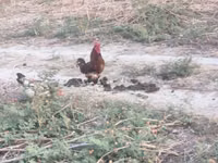 Chickens — 照片 4