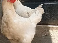 Shamo chickens — photo 1
