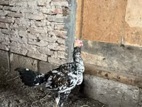 Chickens — الصورة 6